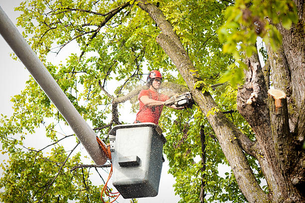 Professional  Tree Services in Lyons, NJ